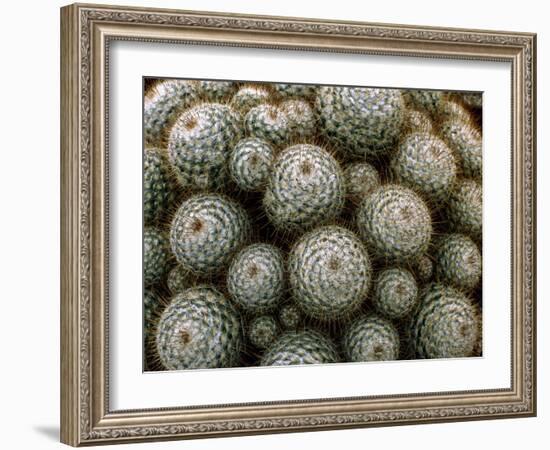 Cacti-Vaughan Fleming-Framed Photographic Print