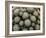 Cacti-Vaughan Fleming-Framed Photographic Print