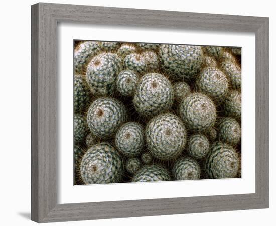 Cacti-Vaughan Fleming-Framed Photographic Print