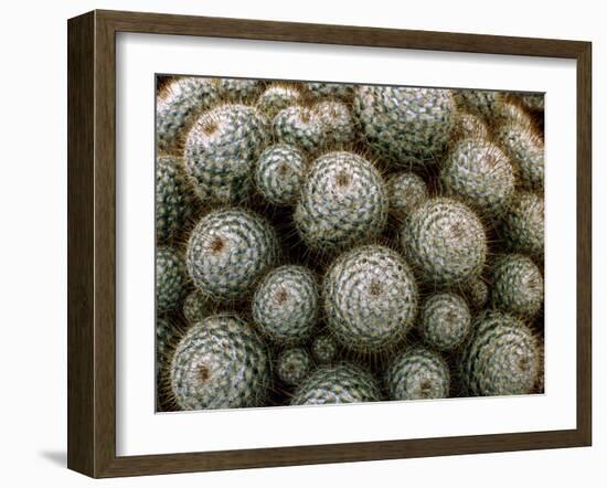 Cacti-Vaughan Fleming-Framed Photographic Print