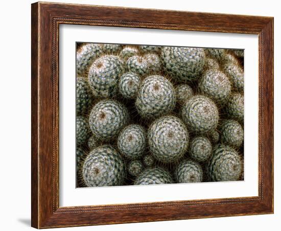 Cacti-Vaughan Fleming-Framed Photographic Print