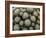 Cacti-Vaughan Fleming-Framed Photographic Print