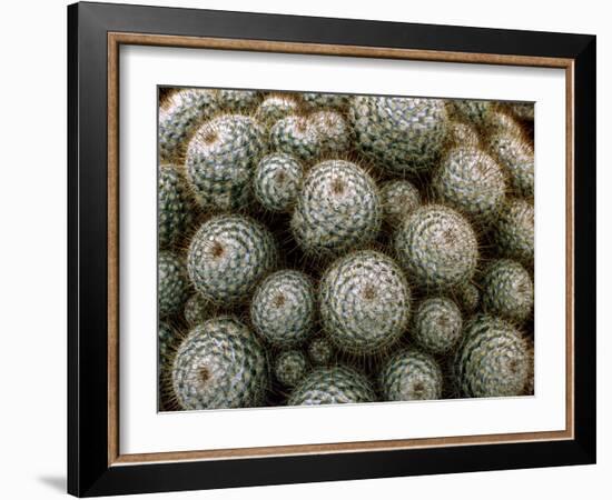 Cacti-Vaughan Fleming-Framed Photographic Print