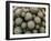 Cacti-Vaughan Fleming-Framed Photographic Print