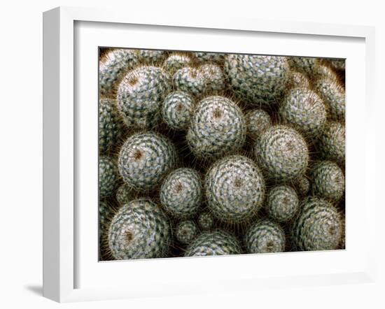 Cacti-Vaughan Fleming-Framed Photographic Print