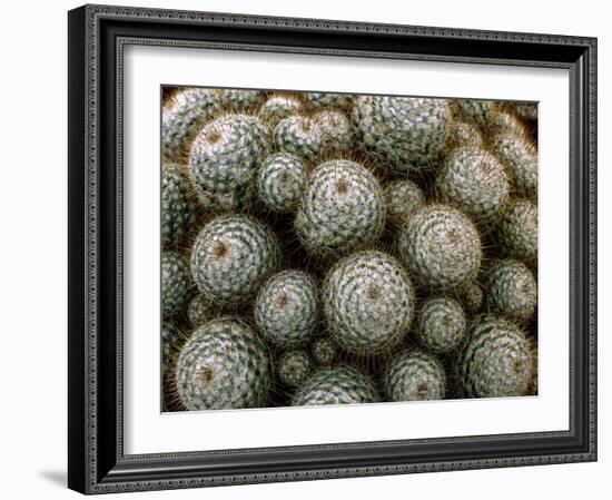 Cacti-Vaughan Fleming-Framed Photographic Print
