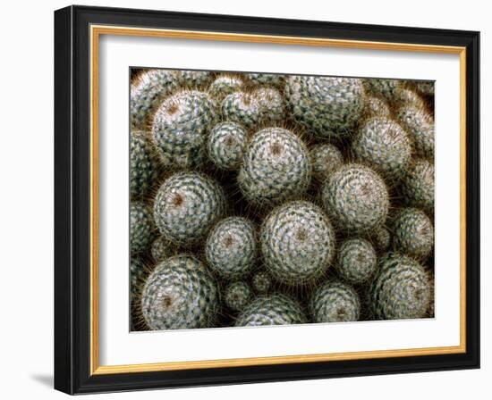 Cacti-Vaughan Fleming-Framed Photographic Print