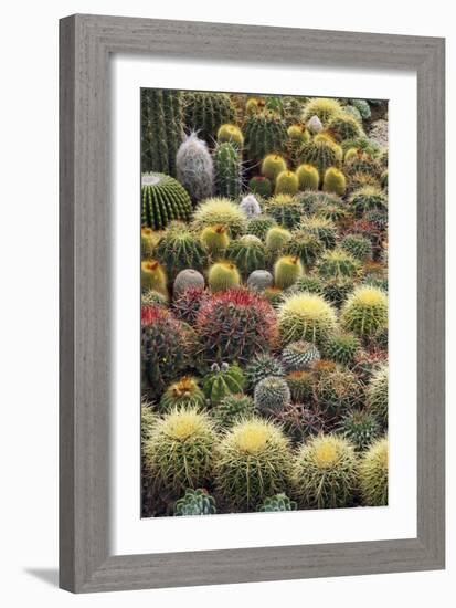 Cacti-Bjorn Svensson-Framed Photographic Print