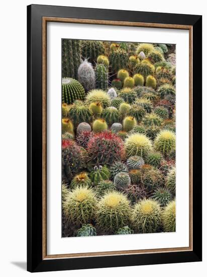 Cacti-Bjorn Svensson-Framed Photographic Print