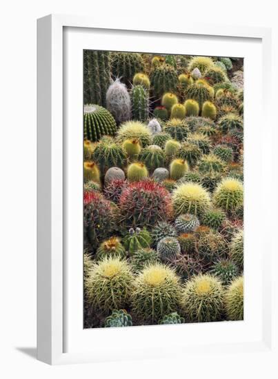 Cacti-Bjorn Svensson-Framed Photographic Print