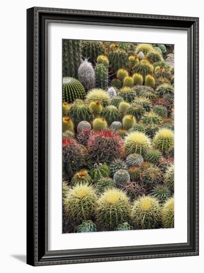 Cacti-Bjorn Svensson-Framed Photographic Print