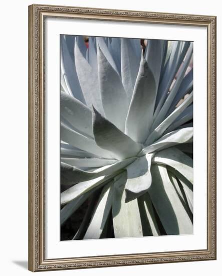 Cactus 1-Jenny Kraft-Framed Art Print