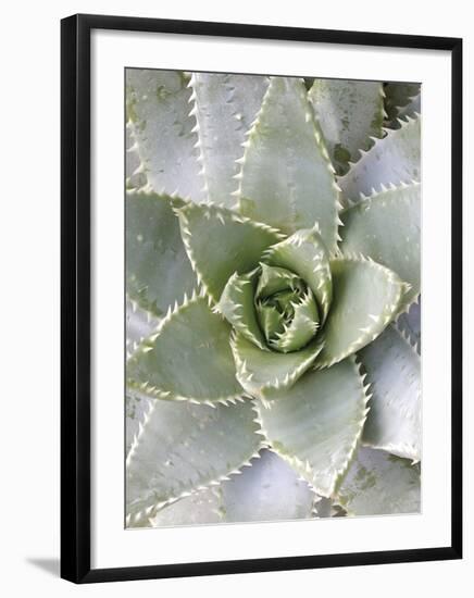 Cactus 3-Jenny Kraft-Framed Art Print