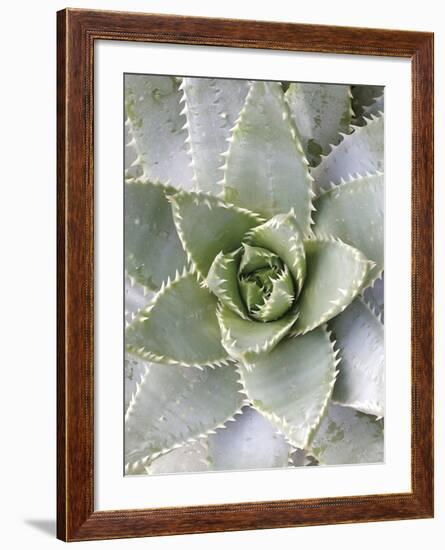 Cactus 3-Jenny Kraft-Framed Art Print