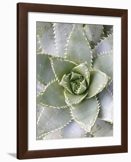 Cactus 3-Jenny Kraft-Framed Art Print