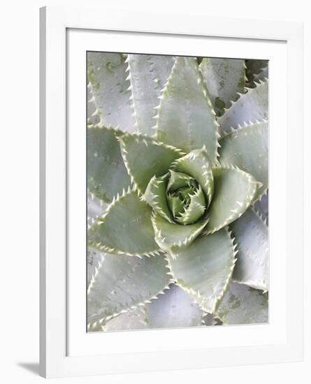 Cactus 3-Jenny Kraft-Framed Art Print