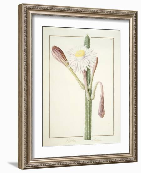 Cactus Ambiguus, 1812-Pierre Joseph Redoute-Framed Giclee Print