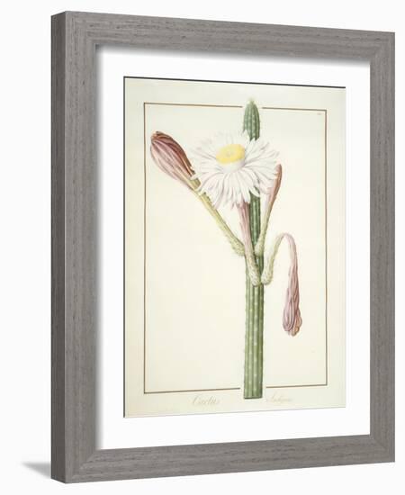 Cactus Ambiguus, 1812-Pierre Joseph Redoute-Framed Giclee Print