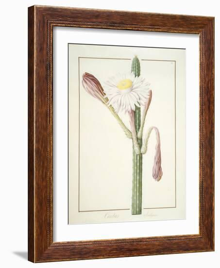 Cactus Ambiguus, 1812-Pierre Joseph Redoute-Framed Giclee Print