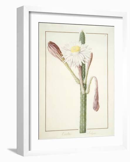 Cactus Ambiguus, 1812-Pierre Joseph Redoute-Framed Giclee Print