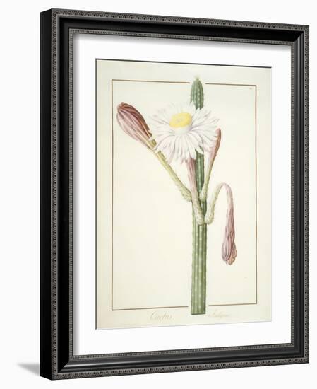 Cactus Ambiguus, 1812-Pierre Joseph Redoute-Framed Giclee Print