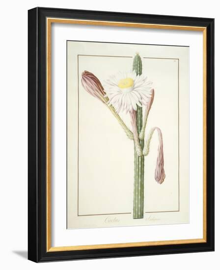 Cactus Ambiguus, 1812-Pierre Joseph Redoute-Framed Giclee Print