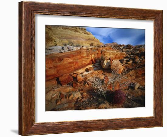 Cactus Among Rocks, Mojave Desert, Valley of Fire State Park, Nevada, USA-Scott T. Smith-Framed Photographic Print