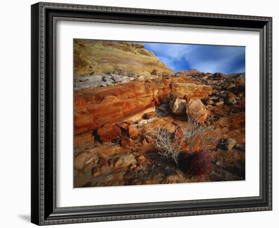 Cactus Among Rocks, Mojave Desert, Valley of Fire State Park, Nevada, USA-Scott T. Smith-Framed Photographic Print