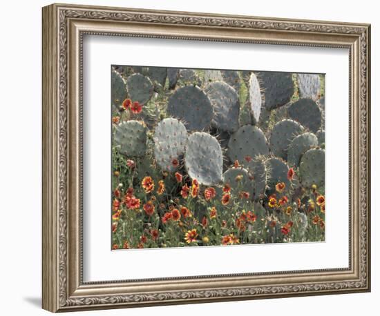 Cactus and Indian Blanket Flower, Moore, Texas, USA-Darrell Gulin-Framed Photographic Print