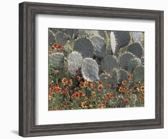 Cactus and Indian Blanket Flower, Moore, Texas, USA-Darrell Gulin-Framed Photographic Print