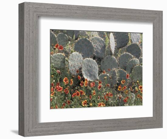 Cactus and Indian Blanket Flower, Moore, Texas, USA-Darrell Gulin-Framed Photographic Print