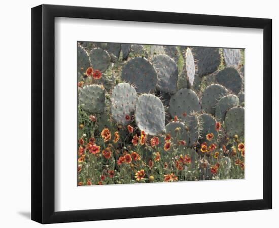 Cactus and Indian Blanket Flower, Moore, Texas, USA-Darrell Gulin-Framed Photographic Print