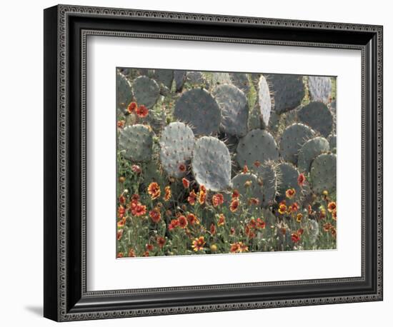 Cactus and Indian Blanket Flower, Moore, Texas, USA-Darrell Gulin-Framed Photographic Print