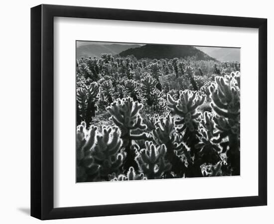 Cactus and Landscape, c. 1940-Brett Weston-Framed Photographic Print