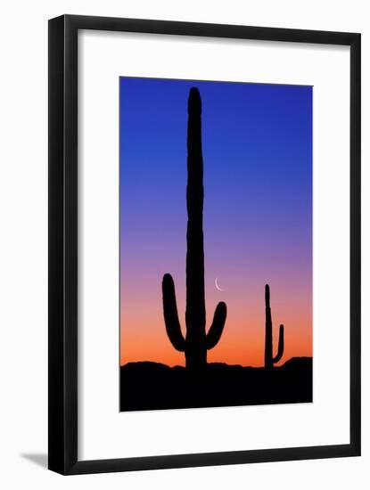 Cactus and Moon-Lantern Press-Framed Art Print