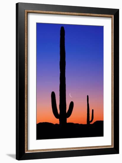 Cactus and Moon-Lantern Press-Framed Art Print