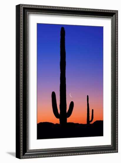 Cactus and Moon-Lantern Press-Framed Art Print