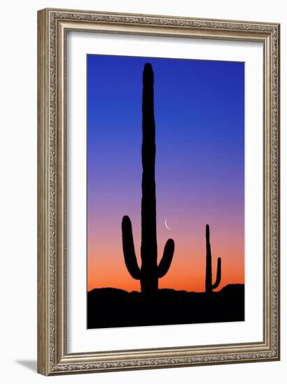 Cactus and Moon-Lantern Press-Framed Premium Giclee Print