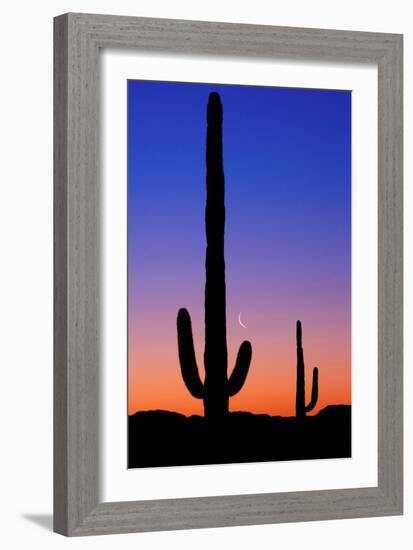 Cactus and Moon-Lantern Press-Framed Premium Giclee Print