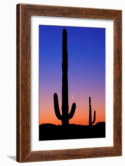 Cactus and Moon-Lantern Press-Framed Premium Giclee Print