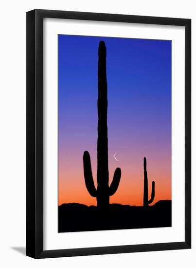 Cactus and Moon-Lantern Press-Framed Premium Giclee Print