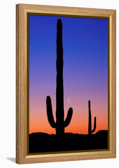 Cactus and Moon-Lantern Press-Framed Stretched Canvas