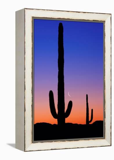 Cactus and Moon-Lantern Press-Framed Stretched Canvas