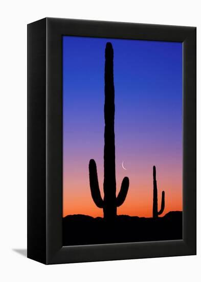 Cactus and Moon-Lantern Press-Framed Stretched Canvas