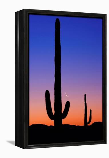 Cactus and Moon-Lantern Press-Framed Stretched Canvas