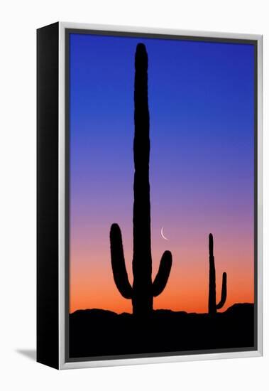 Cactus and Moon-Lantern Press-Framed Stretched Canvas