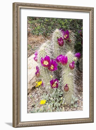 Cactus and Succulent Garden, Apache Hedgehog, Tucson, Arizona, USA-Jamie & Judy Wild-Framed Photographic Print