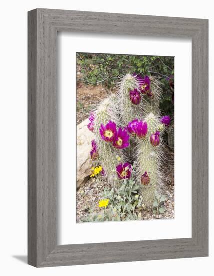 Cactus and Succulent Garden, Apache Hedgehog, Tucson, Arizona, USA-Jamie & Judy Wild-Framed Photographic Print