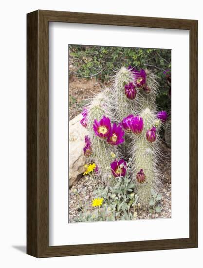 Cactus and Succulent Garden, Apache Hedgehog, Tucson, Arizona, USA-Jamie & Judy Wild-Framed Photographic Print