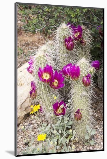 Cactus and Succulent Garden, Apache Hedgehog, Tucson, Arizona, USA-Jamie & Judy Wild-Mounted Photographic Print